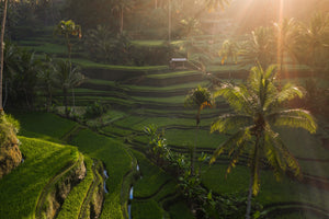 southeastasia skincare, antioxidant rich skincare, mission driven beauty. rolling rice terrace of south east asia